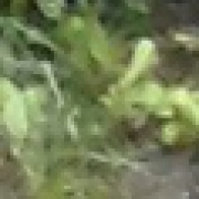 Alcar